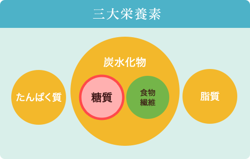 三大栄養素　たんぱく質・炭水化物（糖質、食物繊維）・脂質